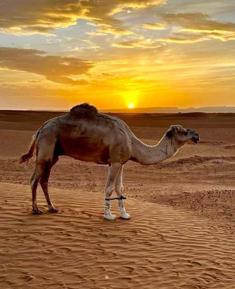 Auberge L'Oasis Mhamid M'Hamid Exteriér fotografie